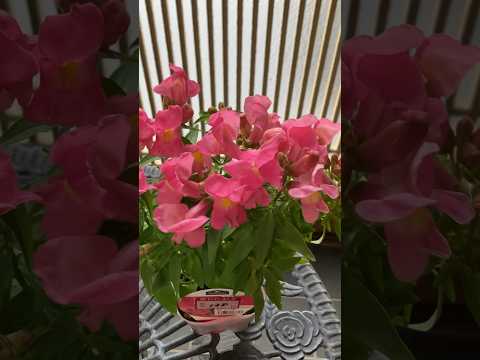 効果的な予防と同時に苗木をケラコオロギから守るにはどうすればよいでしょうか?  庭園