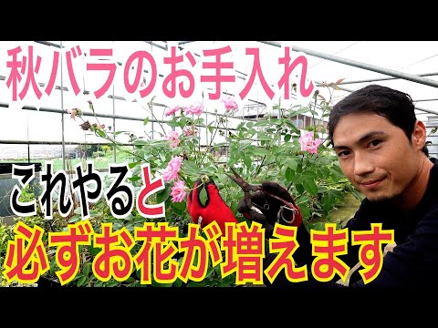 バラの乾燥: 確実に成功する最高のヒント 植物