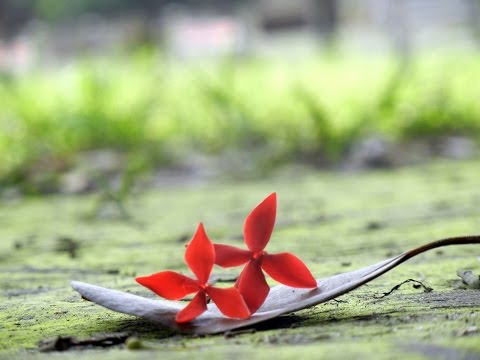 Ami Tomare Kache Pete Cai - Prabhat Sangeet #3921