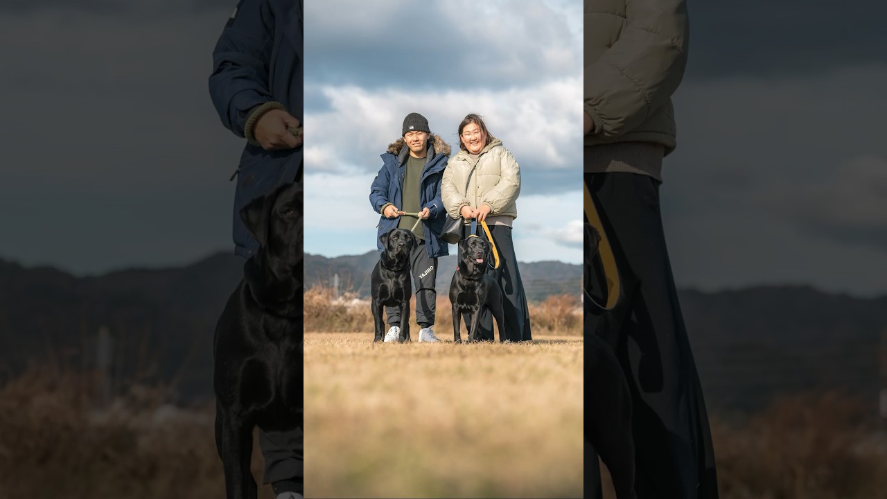 皆さんワンちゃんの年齢、見た目で分かりますか？🤔 #ワンちゃん #ストリートスナップ #犬 #和歌山 #家族写真 #ラブラドールレトリバー