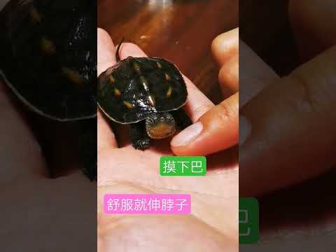 養烏龜 風水