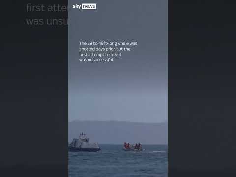 Whale freed by rescuers after being stranded for eight days