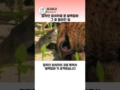 잠자던 암사자를 문 블랙맘바, 그 후 벌어진 일 #사자 #블랙맘바 #독사 #맹수