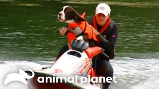 Hardest Working Animals | K9 to 5 | Animal Planet