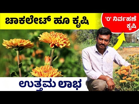 ಚಾಕಲೇಟ್ ಕಲರ್ ಸೇವಂತಿಗೆ ಹೂವು ಬೆಳೆದು ಉತ್ತಮ ಆದಾಯ ಪಡೆದ ಯುವ ರೈತ | Seventhige Flower Farming