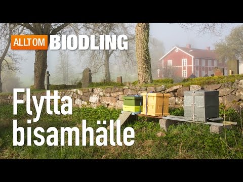 Flytta bisamhälle - Biodling