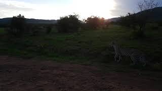 preview picture of video 'Leopard in Pilanesberg'