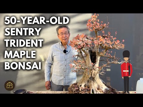 Bonsai Design Principles for Beginners