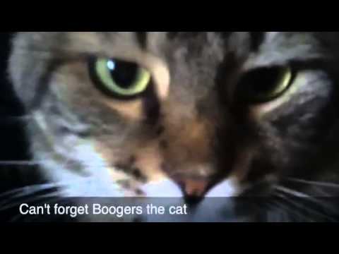 Day in the life of Cat and Pup October 2013 AnimalVlog