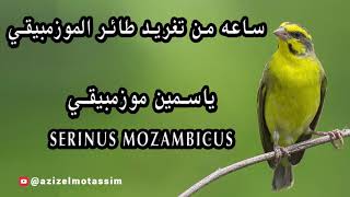 Download lagu ساعه من تغريد الياسمين الموزمبيقي - Serinus mozambicus mp3