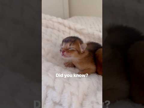 Kitten fact 😱 Baby Abyssinian kittens opening their eyes ❤️ #abyssinian #kitten #shorts