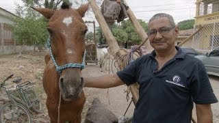 preview picture of video 'Como hacer un bozal de cuerda - World Horse Welfare'