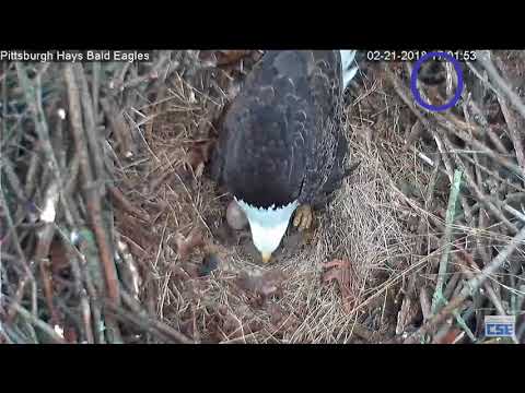 Hays Nest - Hays Eagle - Chipmunk Watches Egg Roll 2-21-18