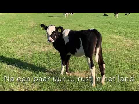 Kalfjes begin juni voor het eerst naar buiten