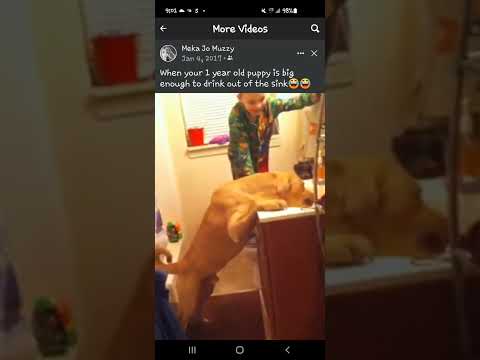 How To Know If Your Dog Is Big 🤣