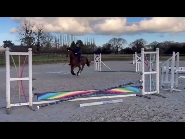 Mare Selle Fran&ccedil;ais For sale 2021 Bay