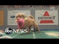 Animal Planets PUPPY BOWL Ready to Return.