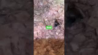 Strange Sounds In The Attic. Subscribe For More!