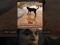 No Clock Can Heal The Pain Of Losing A Dog Dog Dogshorts Shorts Shortvideo