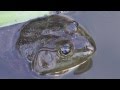 The Lackadaisical Frog - YouTube