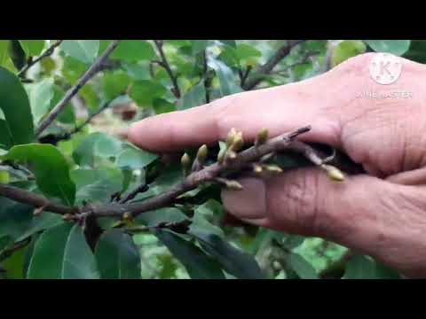 @ Caring for yellow apricot in December AL: things to note.