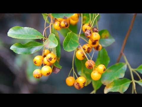 Prez P - I'm On It (Prod. The Pyrvmids) [FREE DOWNLOAD]