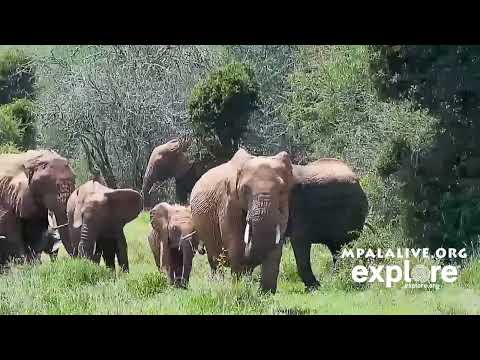 Elephant herd parade