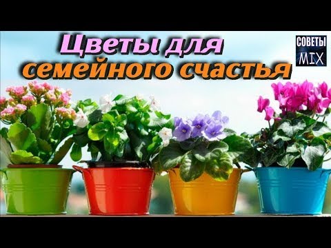 10 комнатных растений, которые приносят в дом счастье