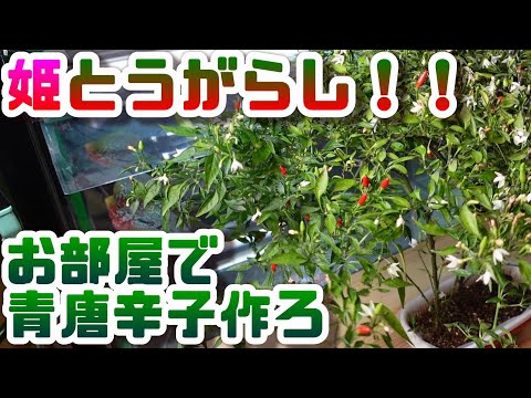 , title : '【水耕栽培大学】！お部屋で青唐辛子！！姫とうがらし作ってみた/Let's grow cute chili peppers in your room！！'