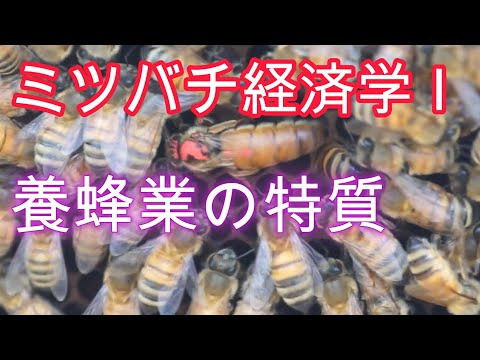 経済学科 ミツバチ経済学 Ⅰ／養蜂業の特質／山崎亮一／東京農工大学農業経済学講義2024／日英字幕付き／Beekeeping economics Ⅰ／Ryoichi Yamazaki／ Eng sub
