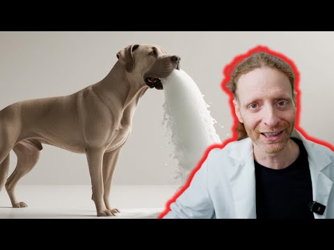 How to Stop Your Dog or Cat from Eating Too Fast | Vet Explains