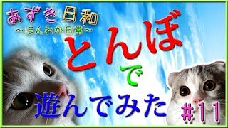【 猫 】あずき日和 part11！（とんぼで遊んでみた！）【 CAT 】