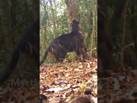 Extraordinary melanistic tiger in the wilds of India.