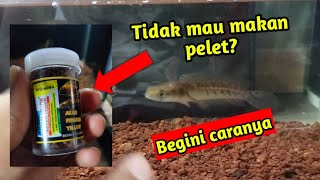 Download lagu Cara Mudah Melatih Channa Agar Mau Makan Pelet | Channa Maru Yellow Sentarum mp3