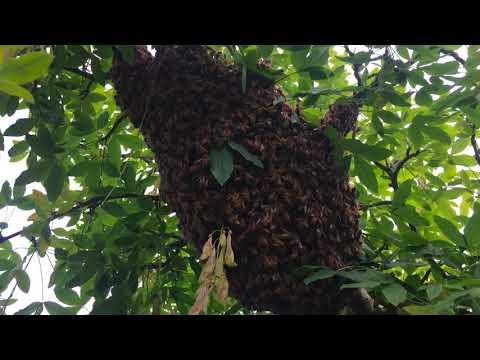 beeMOOC Schwarm einfangen