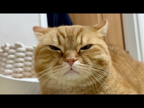 덕배를 화나게 하는 것들: 고양이 빡침의 5단계