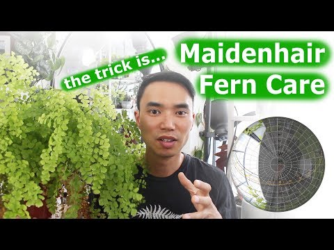 image-Can maidenhair fern be grown indoors?