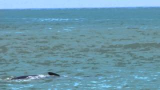 Baleia de 17 Metros na Praia de Guarapari 2010.MP4
