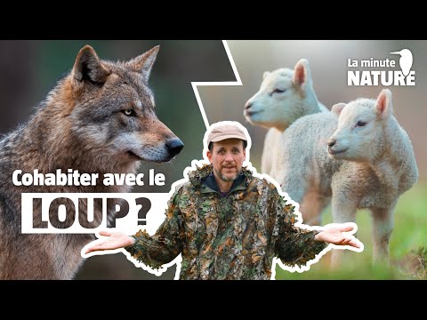 These breeders have been living with the wolf forever! (No 395)