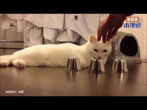 Cat Intelligence Demonstration
