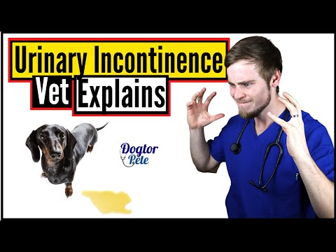 How To STOP Your Dog From Leaking Urine | Vet Explains
