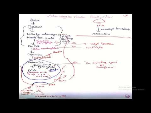 Adrenergic agonists (sympathomimetics)