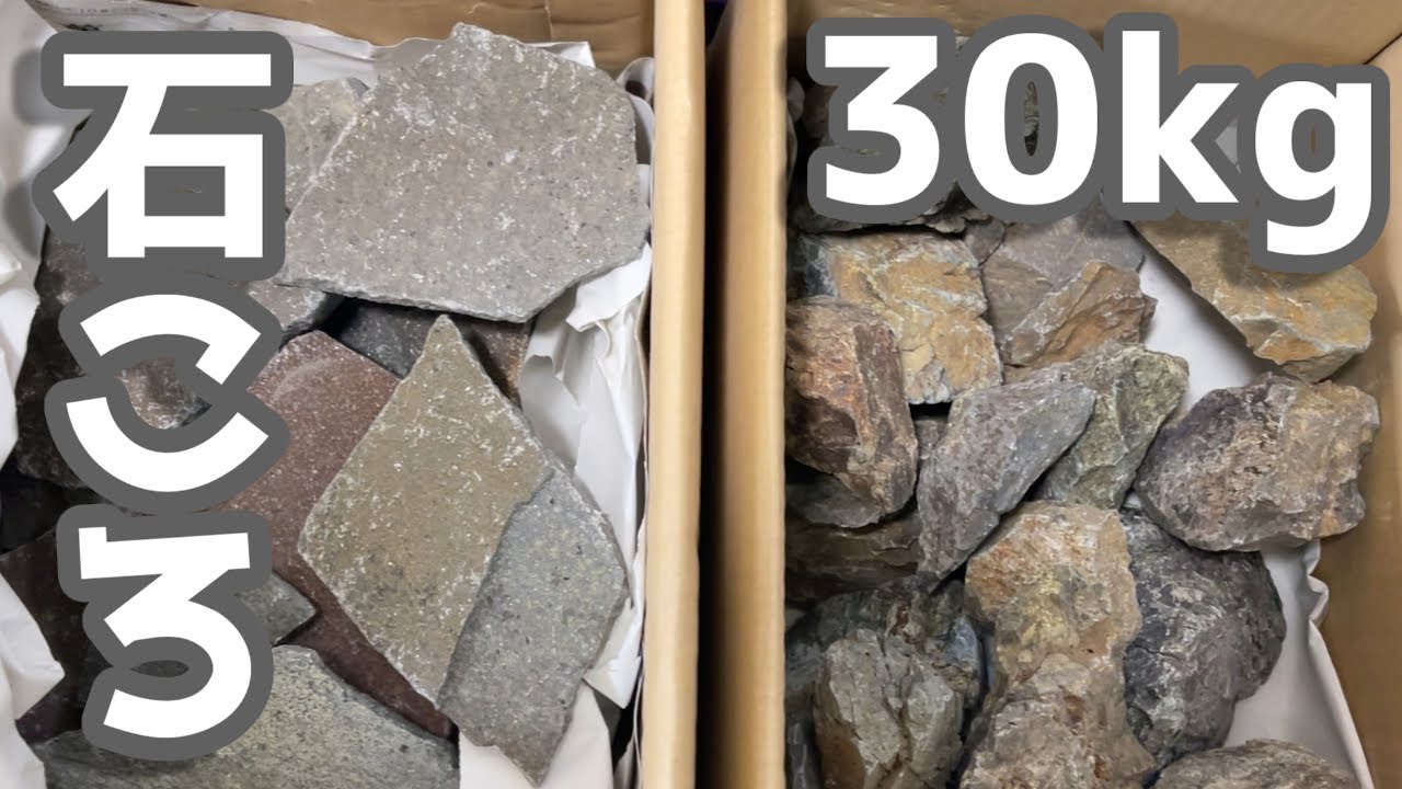 福袋で石ころを３０キロ買いました【アカザ】