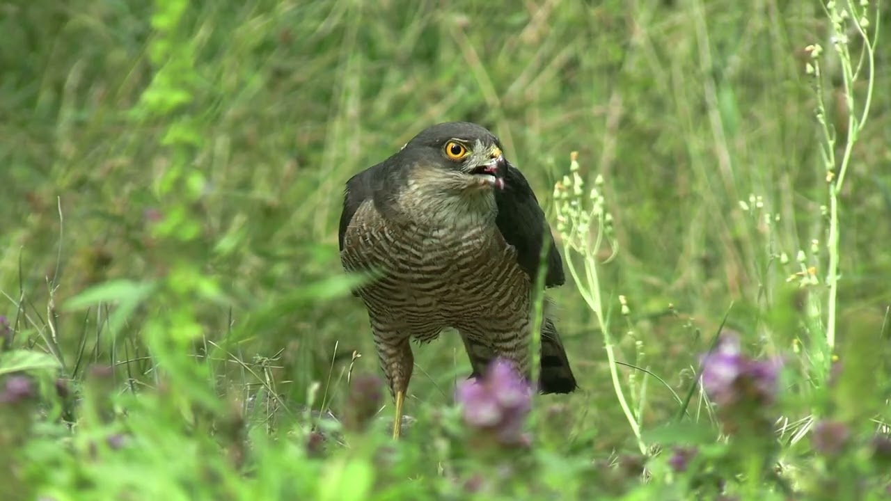 Epervier en chasse