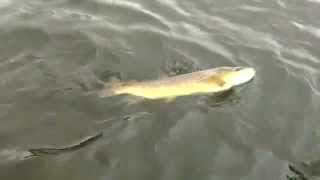 preview picture of video 'Fly Fishing for Brown Trout and Rainbows at Carrigavantry Reservoir, Tramore.'