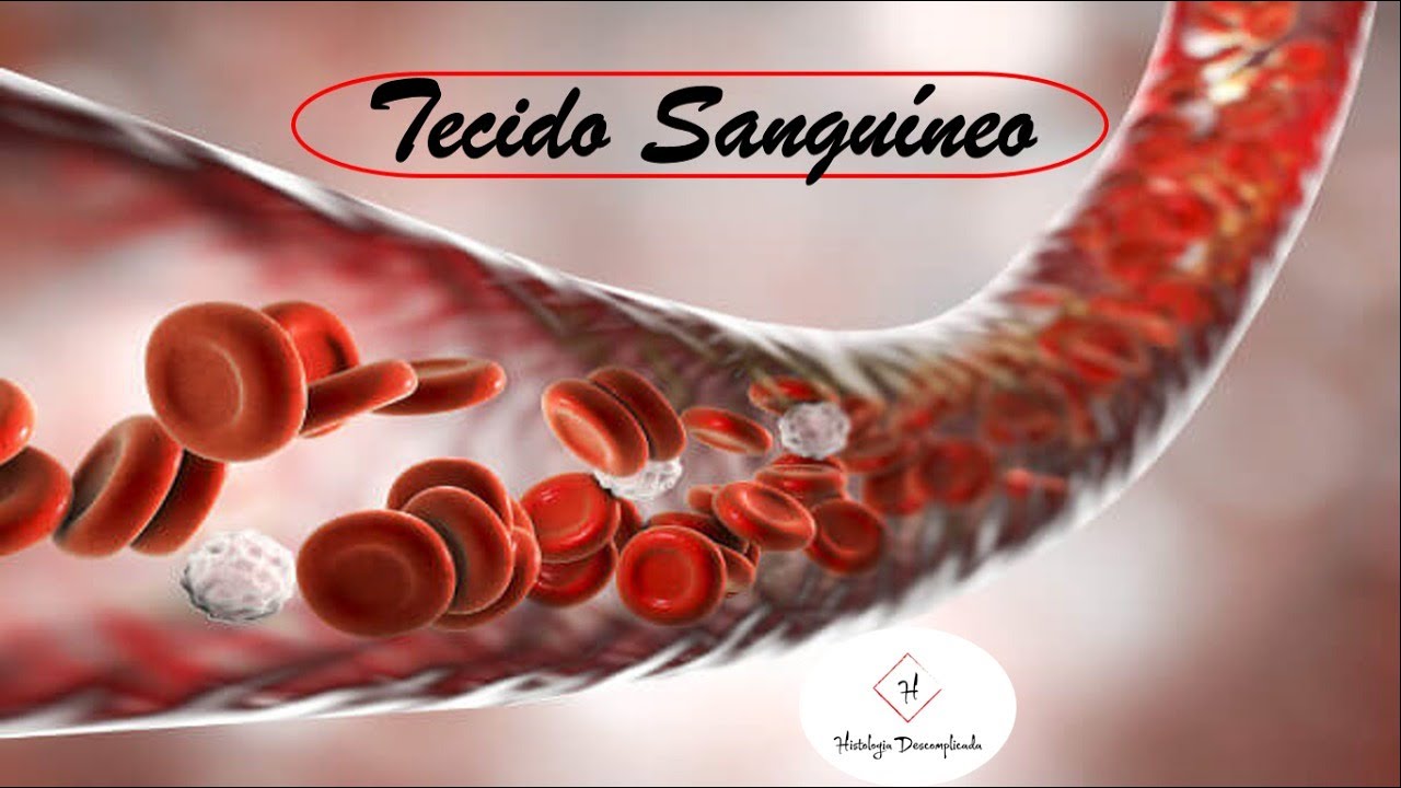 Tecido Sanguíneo Parte 1