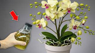 Pour 1 Bottle per week! The Orchid will immediately grow roots and flower clusters all year round