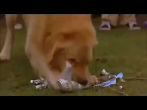 Josh Framm gets air bud