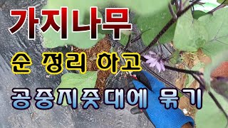 [텃밭농부. 1,125]  가지나무 곁가지 제거하고 공중에 메달기 #가지재배