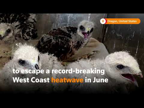 Overheated baby hawks flee their nests in Oregon